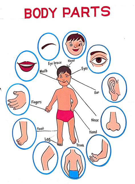 Parts of the body. kids’ vocabulary about parts of the… | by Huma waqas ...