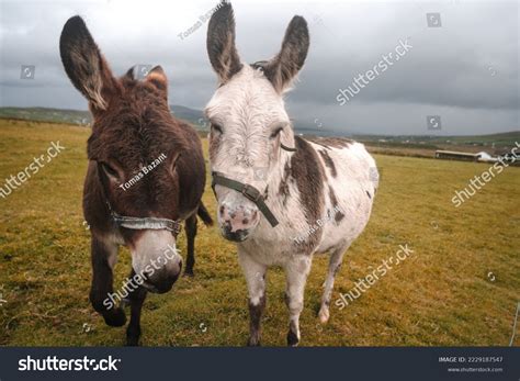 7,107 Rocking Donkey Stock Photos, Images & Photography | Shutterstock