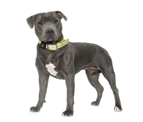 Staffordshire Bull Terrier Breed Guide - PitPat