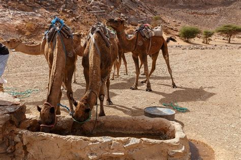The Oval Blood Cells of Camels: An Adaptation for Drinking Large Amounts of Water - Hasan Jasim