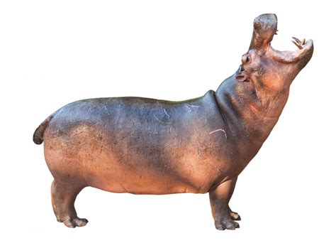 What Is the Plural of Hippopotamus? (with pictures)