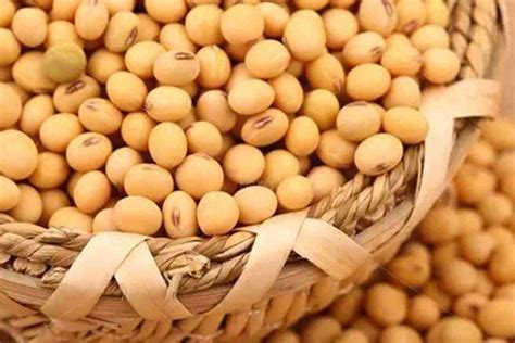 Understanding Hydrolyzed Soy Protein: Definition and Benefits Explained ...
