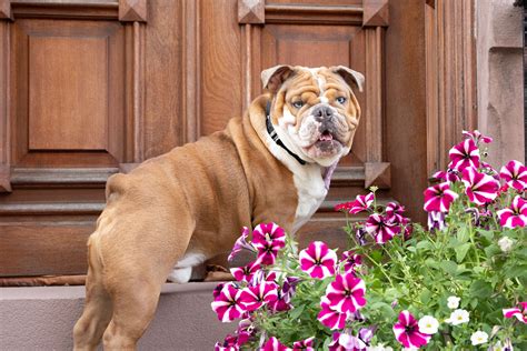25 Popular English Dog Breeds and Their Histories