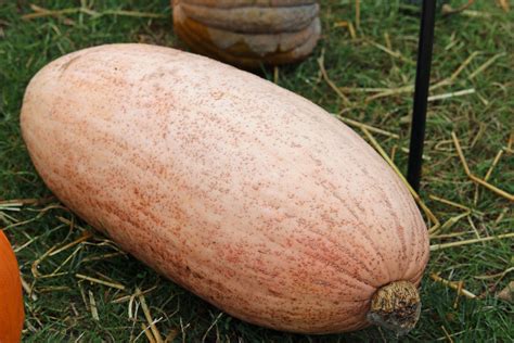 20 Different Types of Squash for the Winter and Summer