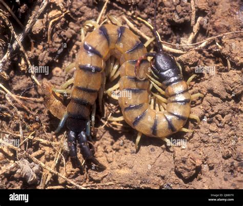 Arthropods Centipedes