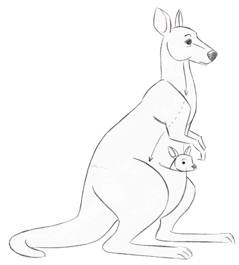 Simple Kangaroo Drawing at GetDrawings | Free download