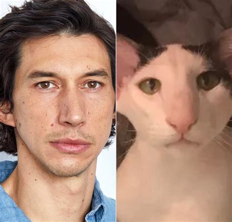 This cat looks a lot like Adam Driver : r/Kylorencats