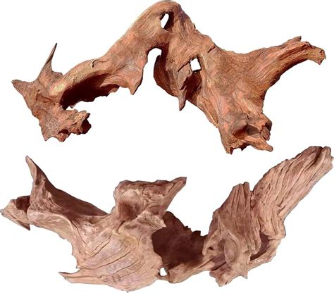 Aquarium Amazonien : guide complet pour recréer un biotope authentique