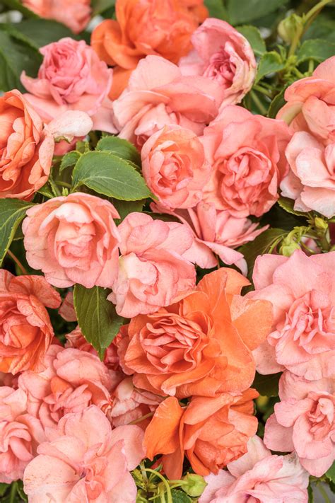 Rockapulco® Tropical Shades - Double Impatiens - Impatiens walleriana ...