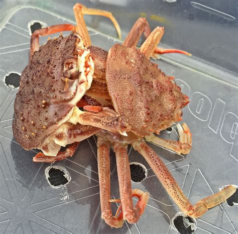 Molting Crab