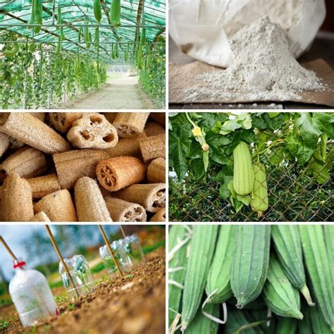 10 Amazing Tips for Growing Loofahs From Seeds - DIY & Crafts