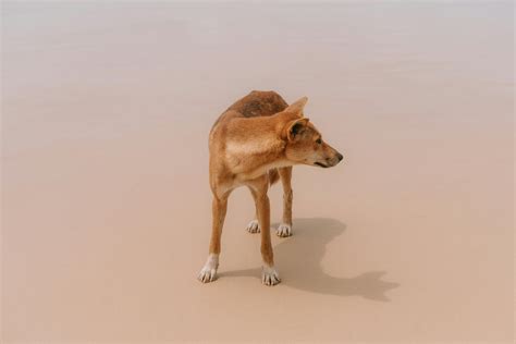 Exploring Dingo Dog Hybrids: Genetic and Ecological Insights