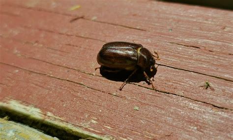 Pull up your hood — it's June bug season - The Weather Network