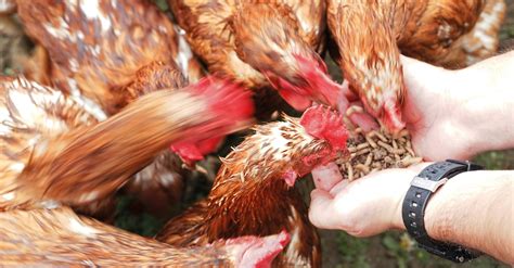 Why insect feed is great for poultry