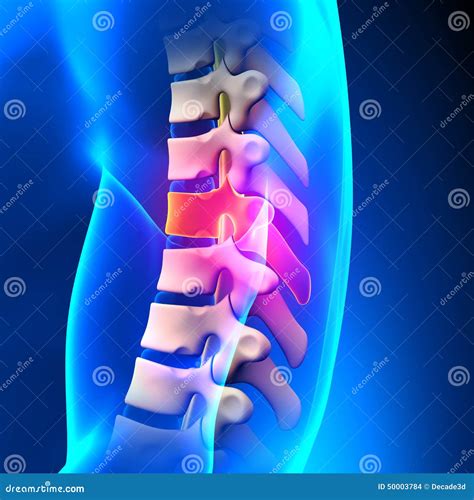 T7 Disc - Thoracic Spine Anatomy Stock Illustration - Illustration of backache, human: 50003784
