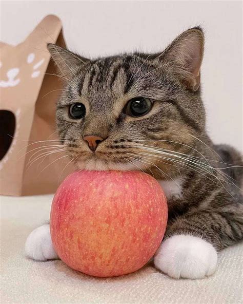 にゃんこ에 있는 핀