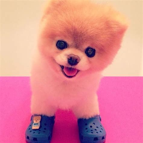 The Most Cutest Dog Ever the most cutest dog ever Videos and Pictures
