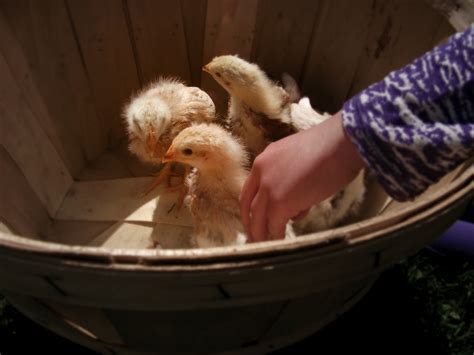 The Life of a Novice!: Chicks: 3 weeks old