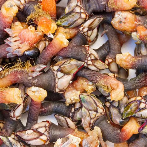 What Are Percebes: Ultimate Guide To This Seafood Delicacy