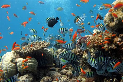 Free Images : sea, underwater, coral reef, aquarium, habitat, ecosystem ...