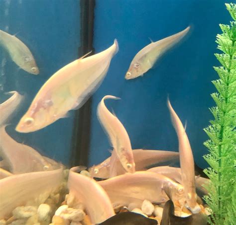 Albino Clown Knife Fish Size at Sherie Lentz blog