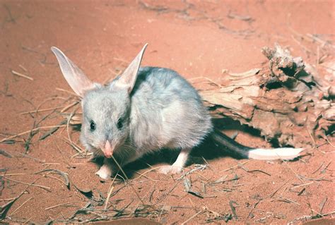 Australia's answer to the Easter bunny ... the Easter Bilby! - The ...