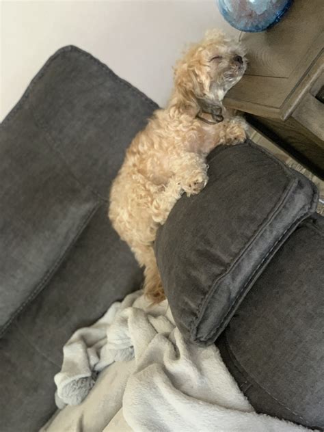 TW Pornstars - Dillion Harper. Twitter. Caption this below ⬇️ Wednesdays lol 😝. 7:25 PM - 10 Aug ...