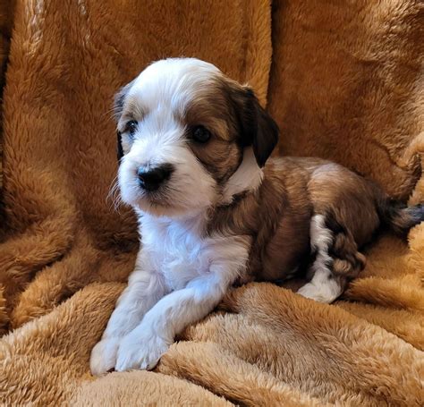 How Much Are Tibetan Terrier Puppies