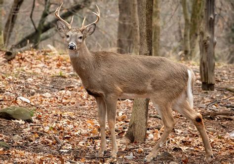 Why No Animal Represents Arkansas Better Than the White-Tailed Deer - A ...