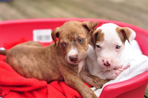 White Pitbull Puppy