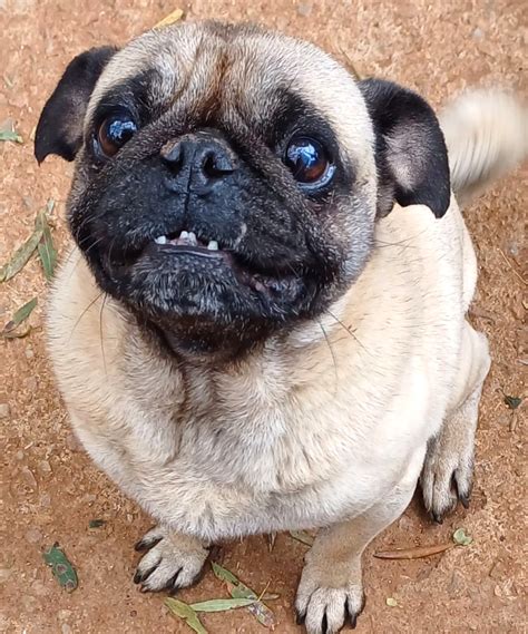 Baloo | Friends of the Rescued Pug