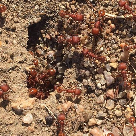 Western Harvester Ant (Pogonomyrmex occidentalis) | Ants for Sale ...