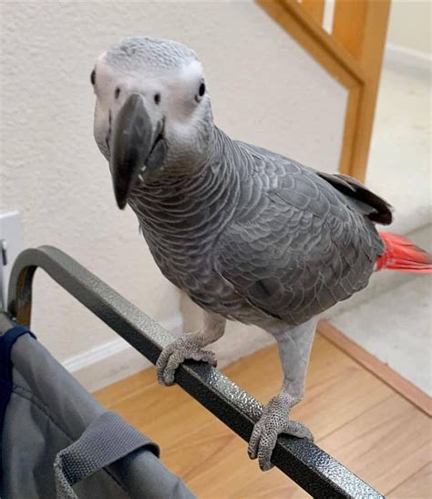 Timneh African Grey - Exortic Birds