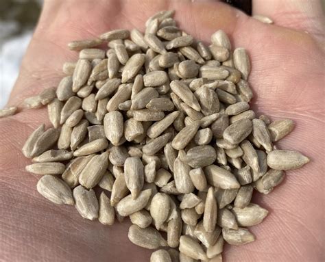 10 Awesome Benefits of Using NO-MESS Bird Seed! - Bird Watching HQ