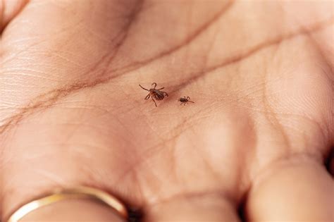 Invasive ticks have scientists spooked about new diseases | National ...