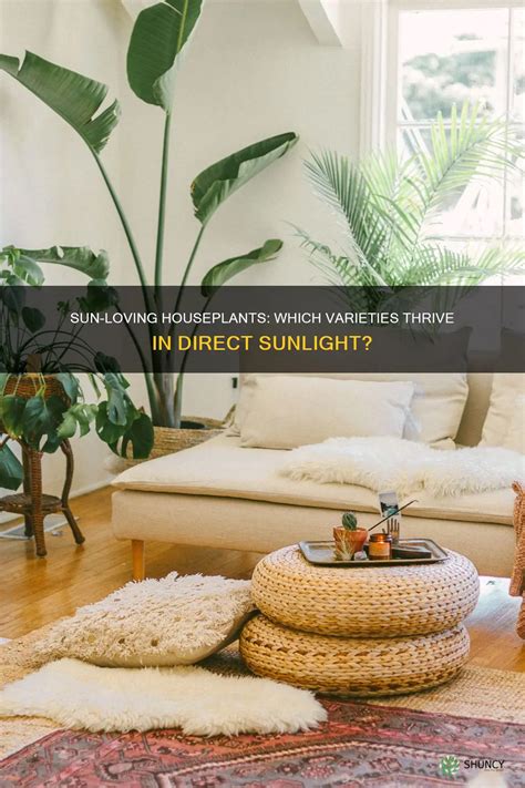 Sun-Loving Houseplants: Which Varieties Thrive In Direct Sunlight? | ShunCy