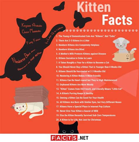 Top 20 Kitten Facts - Birth, Behavior, Development & More - Facts.net