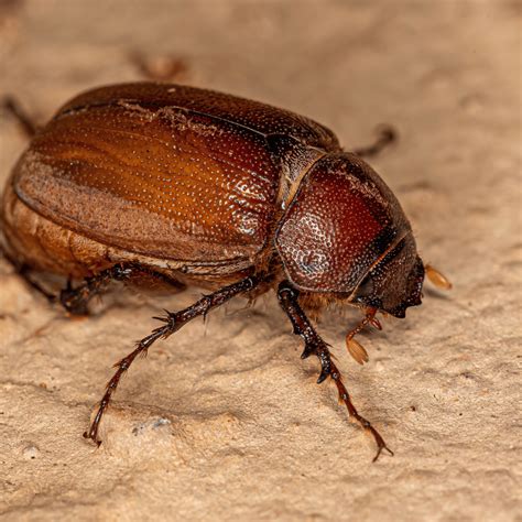 Get to Know These 20 Common Beetles and Their Behavior