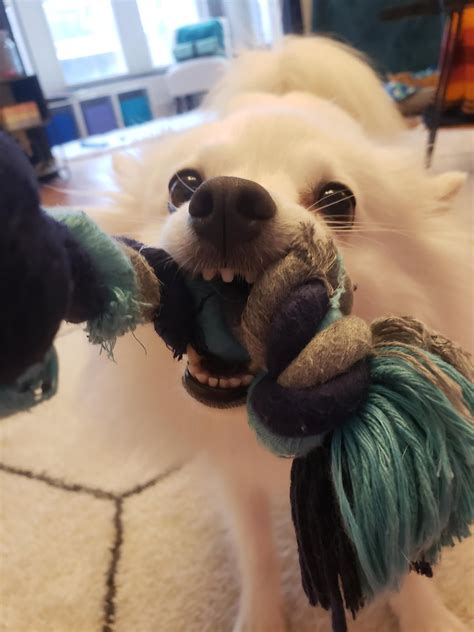 c h o m p : r/americaneskimo