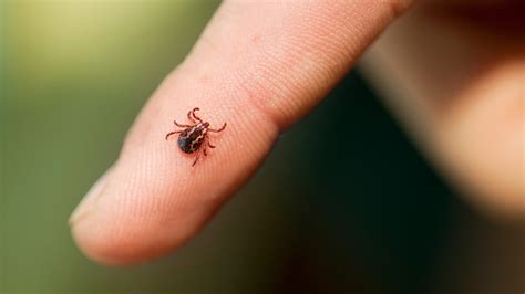 10 tips for avoid tick bites, diseases in Michigan this summer