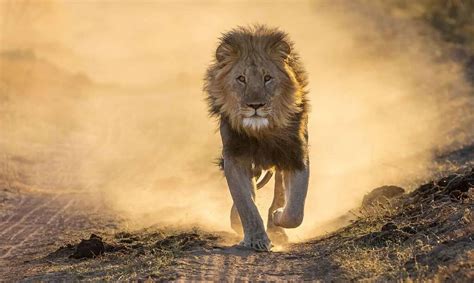 Top 200+ Lion Names for Majestic, Fierce, and Cute Lions