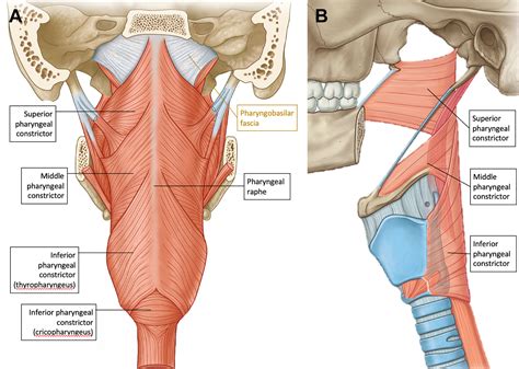 Pharynx Anatomy Premium Vector | Pharynx And Larynx