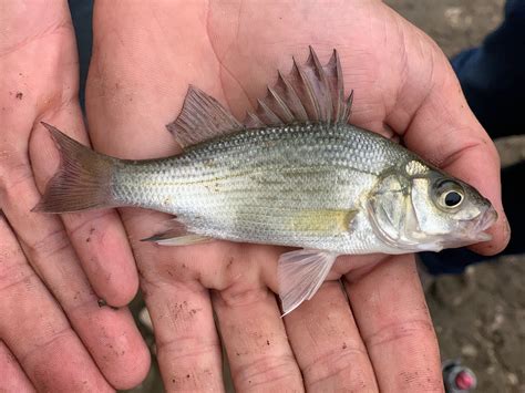 White Perch Fish