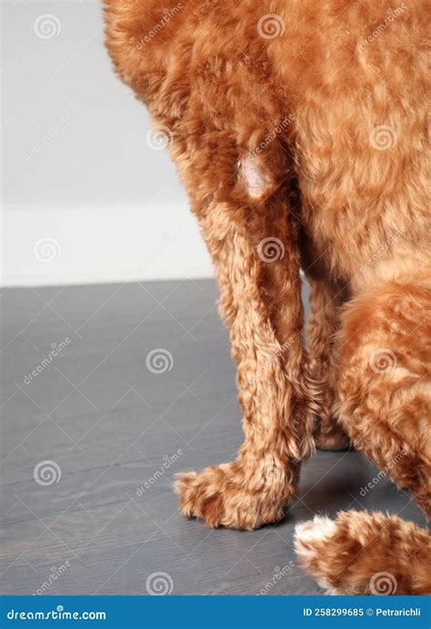 Dog Losing Hair On Back