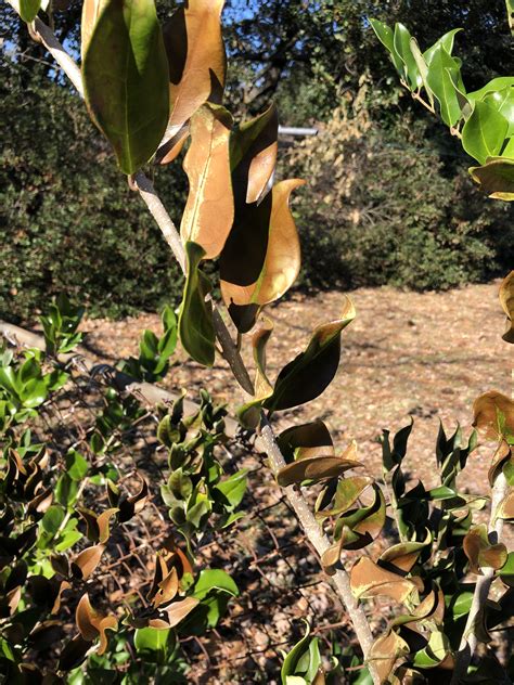 Wax leaf Ligustrum. Do these brown leaves indicate some kind of disease ...