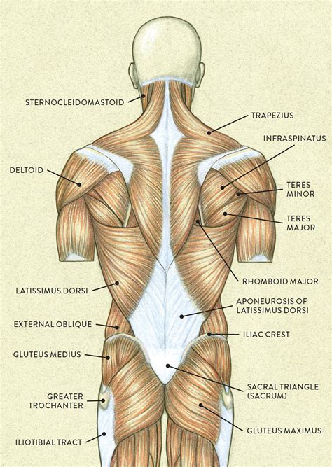 Human Muscles Labeled at Alannah Herbert blog