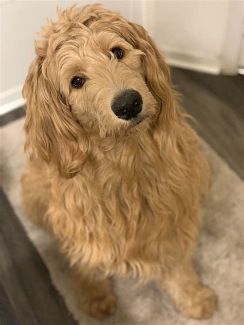 Goldendoodles Full Grown