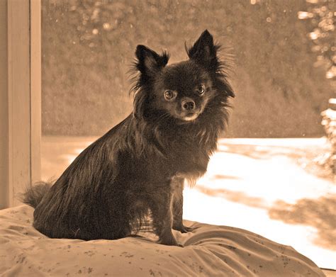 Black Long Hair Chihuahua - Ziggy