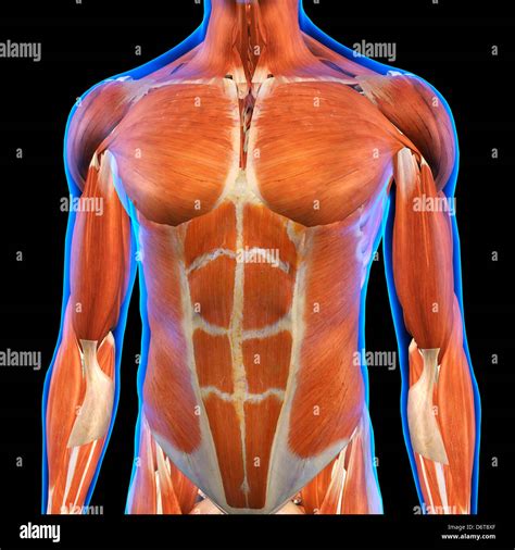 Male Chest Abdominal Muscles Anatomy in Blue X-Ray outline Full Color 3D computer generated ...