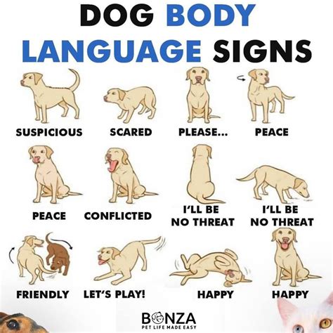 12 Important Dog Body Language Signs!🐶😮 in 2021 | Dog body language ...